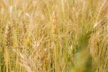 Barley in field conversion test at North Thailand,rice golden color