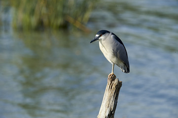 Black-crowned Night Heron (Nycticorax nycticorax) perched on an old post in Lake Chapala, Ajijic, Jalisco, Mexico