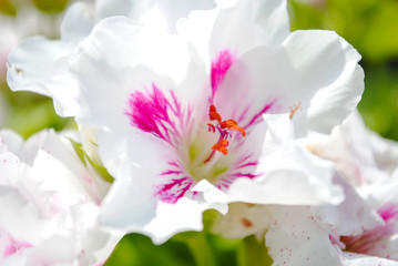 Blume mit pinker und weißer Blüte, Pelargonien, Geranie