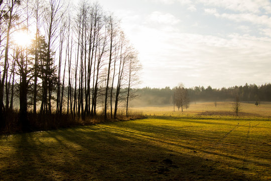 spring trees with foog and sun shadows laying on green field
