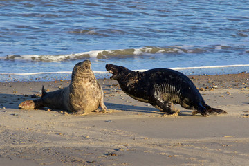Fototapeta premium Grey Seals, Halichoerus grypus, fighting at the breeding grounds in North Norfolk.
