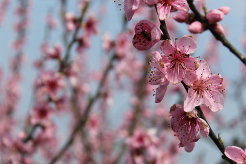Spring