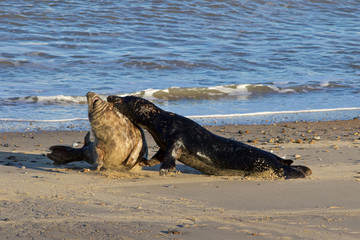 Grey Seals, Halichoerus grypus, fighting at the breeding grounds in North Norfolk.