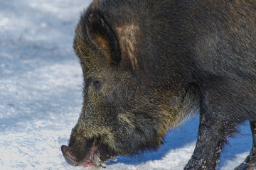Wild boar shot in a snow-covered winter forest.