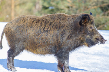 Wild boar shot in a snow-covered winter forest.