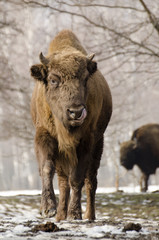 Fototapeta premium European Bison, Bison bonasus, Visent, herbivore in winter, herd, Slovakia