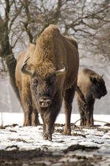 European Bison, Bison bonasus, Visent, herbivore in winter, herd, Slovakia