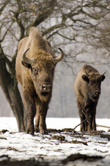 European Bison, Bison bonasus, Visent, herbivore in winter, herd, Slovakia