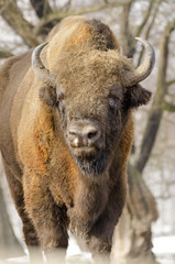 European Bison, Bison bonasus, Visent, herbivore in winter, herd, Slovakia