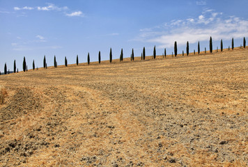 Italian cypress trees rows and yellow field rural landscape, Tuscany, Italy.
