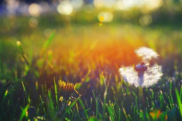Beautiful summer picture. Two dandelion the meadow at dawn, a white fluffy blowball with seeds falling and young yellow closed Bud on blurred background of grass in sun. lose-up.