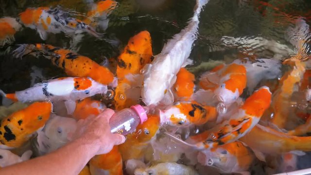 Feeding Colorful Japanese Red Carp from a Bottle with a Nipple. Hand feeding Koi fish. Fancy carp swimming in the pond. Thailand
