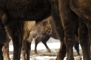 European Bison, Bison bonasus, Visent, herbivore in winter, herd, Slovakia