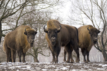 European Bison, Bison bonasus, Visent, herbivore in winter, herd, Slovakia