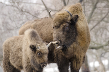 European Bison, Bison bonasus, Visent, herbivore in winter, herd, Slovakia