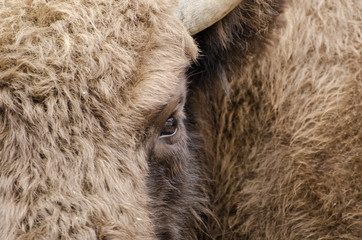 European Bison, Bison bonasus, Visent, herbivore in winter, herd, Slovakia