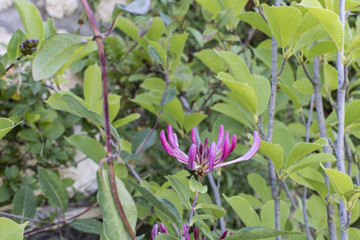 Obraz na płótnie Canvas Lonicera purple Flower against blurry background.