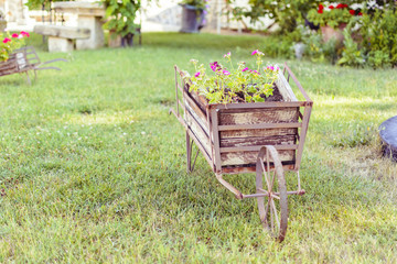Fototapeta na wymiar Decorative wheelbarrow in a garden with flower inside.