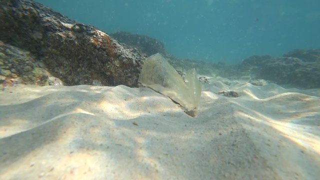 shooting underwater action camera. bottom, litter and lonely fish. 4k