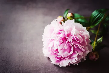 Fototapete Pfingstrosen Rosa Pfingstrose auf rustikalem Untergrund mit Textfreiraum links  © emmi