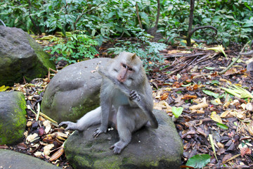 Makake, Ubud, Bali mit Schwanz im Mund