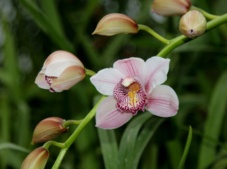 One flower and bunch of buds of pink Cymbidium orchid