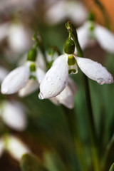 snowdrops in early spring