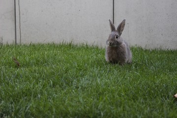 rabbit sitting in the grass in front of a concrete wall 