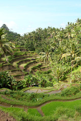 Fototapeta na wymiar Reisfelder Tegalalang, Ubud, Indonesien