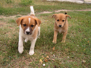 Two cute puppies running