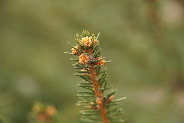 closeup photo of fir branch with buds, springtime 