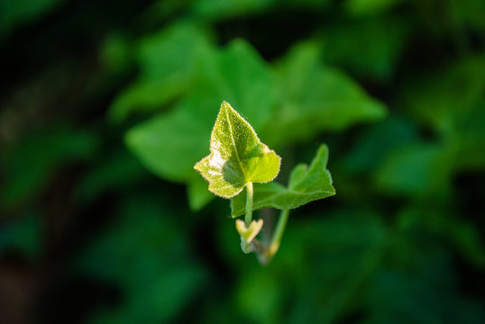 Kleines Efeu Blatt