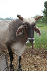 Cow