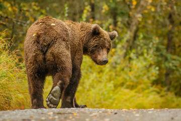 Huge alaskan bear leavaing and giving bye-bye