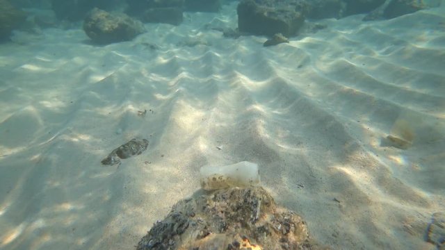 shooting underwater action camera. bottom, litter and lonely fish. 4k
