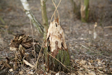 Destroyed trees by beaver lake or a river.