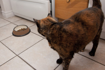 a cat looks at her food dish