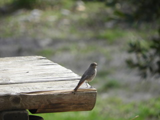 oiseau sur la table