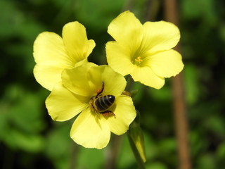 Abeille butine