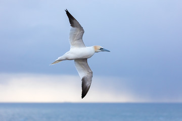 Fototapeta na wymiar Flying Northern Gannet