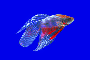 Fototapeta premium Betta fish isolated on blue background