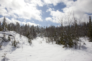 Fototapeta na wymiar entrance to winter forest
