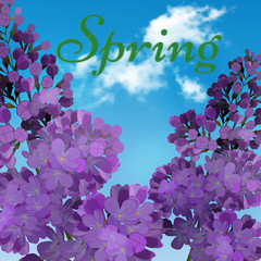 Blooming violet lilac flowers - floral background with blue-sky and light white cloud. The word spring written in green grass. Vector greeting card