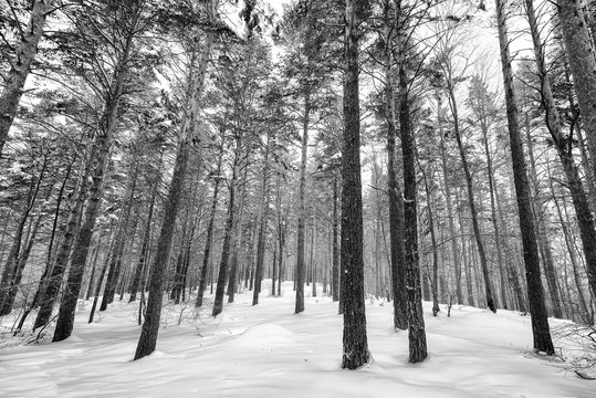 Fototapeta Snow covered pine trees in winter forest. Winter forest with trees.Black and white image