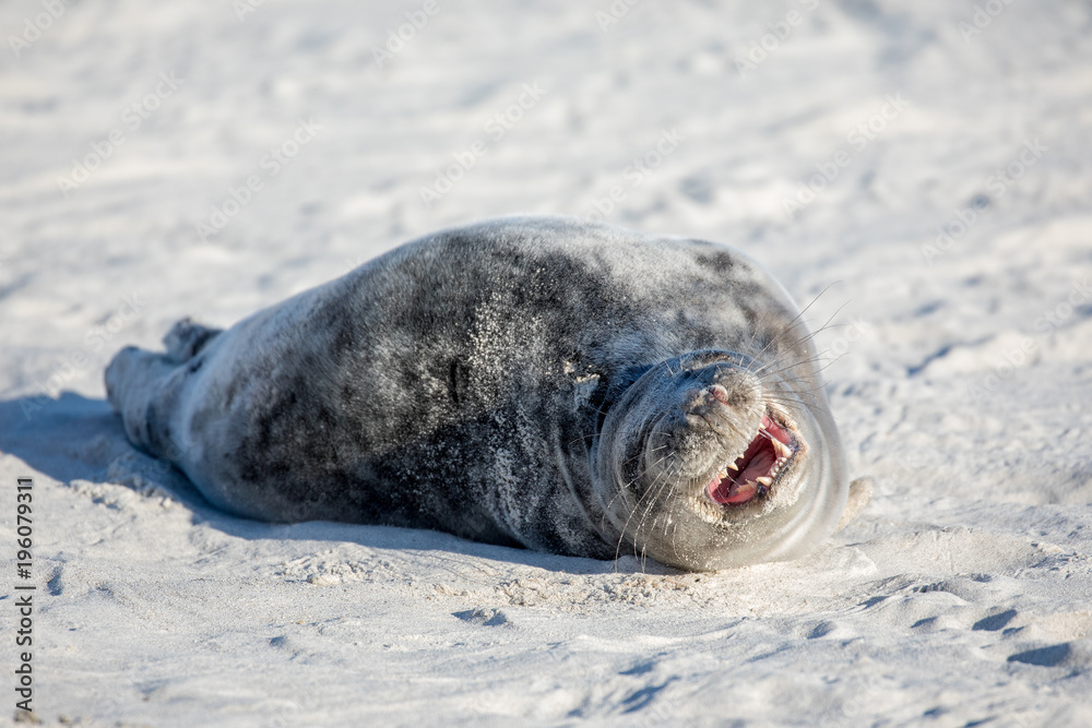 Wall mural Young tired seal on white sand beach