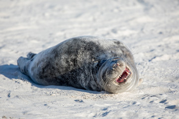 Young tired seal on white sand beach
