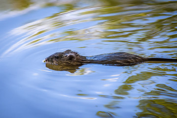 Muskrat (Ondatra zibethicus) swimming