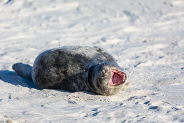 Young tired seal on white sand beach