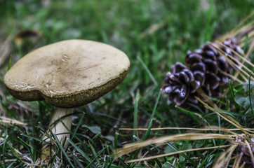 Macro Funghi nel bosco