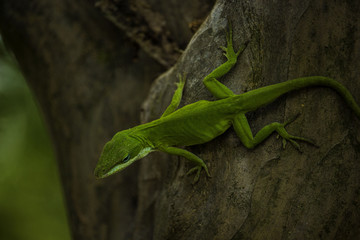 Lizard 1